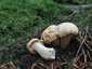 Halvány rókagomba (Cantharellus pallens), Őrség